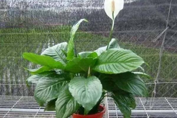 一帆風(fēng)順只長(zhǎng)葉不開花