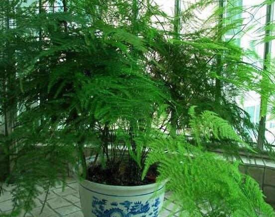 文竹肥料有哪些，餅肥、無(wú)機(jī)復(fù)合肥、液肥為主(枝繁葉茂)