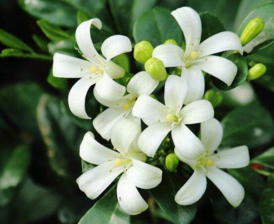 九里香花有毒嗎，無毒/制作香精香料、泡茶泡酒喝