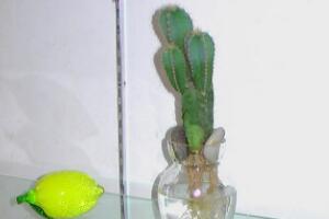 仙人掌可以水培嗎，仙人掌水培方法和注意事項(xiàng)