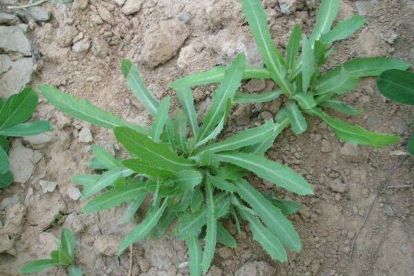 蒲公英和苦菜的區(qū)別，可以通過花、葉進(jìn)行區(qū)分