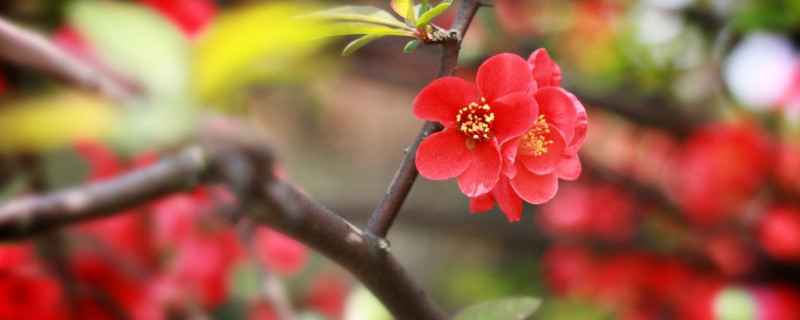 水養(yǎng)臘梅花養(yǎng)護(hù)要點