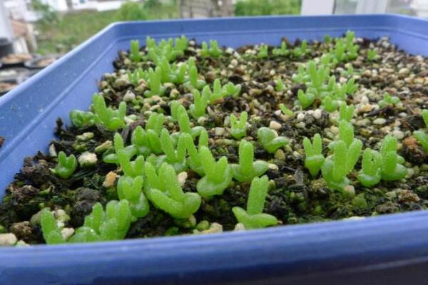 碧光環(huán)多肉怎樣種植，碧光環(huán)種植具體操作步驟