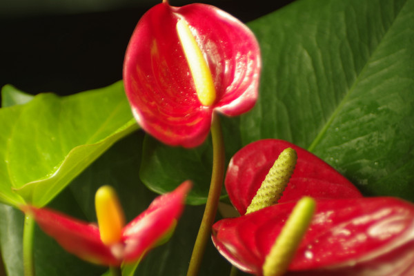 紅掌什么時候換盆