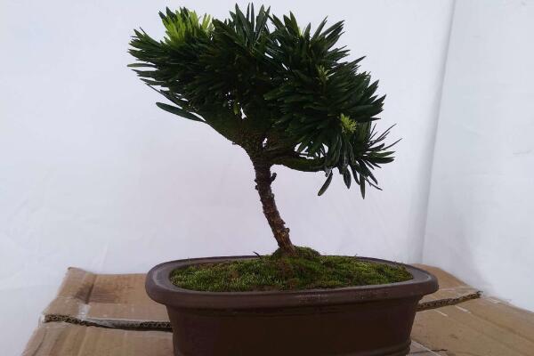 小羅漢松能長大嗎，能長大但生長速度施肥緩慢