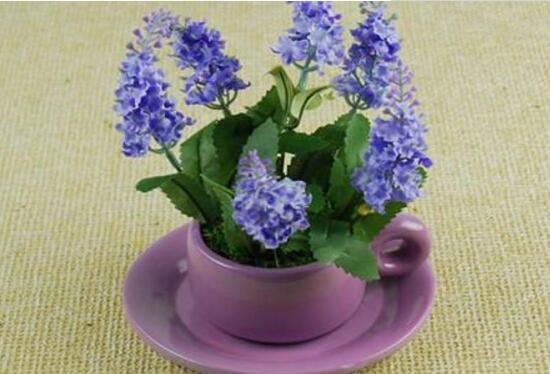 薰衣草怎么養(yǎng)比較好，薰衣草的養(yǎng)殖方法