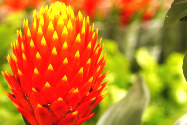 鴻運當(dāng)頭幼苗怎么移栽