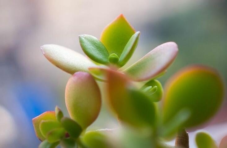 燕子掌的花語(yǔ)，吉祥如意和尊重敬畏