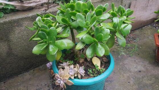 玉樹常見的病蟲害防治，教你四種辦法簡(jiǎn)單學(xué)會(huì)