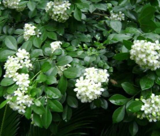 九里香的養(yǎng)殖方法和注意事項(xiàng)，老農(nóng)總結(jié)出七大養(yǎng)殖基本方法