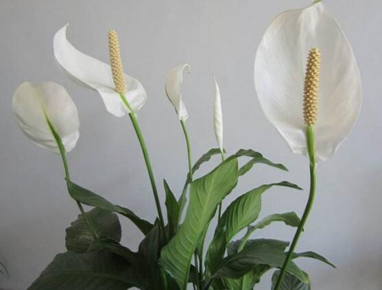 一帆風(fēng)順的花粉有毒嗎，花粉無毒汁液有毒