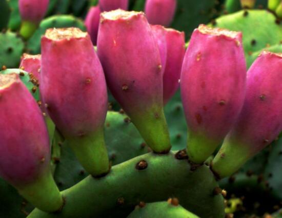 火龍果是仙人掌的果實(shí)嗎，兩種屬性絕然不同的植物