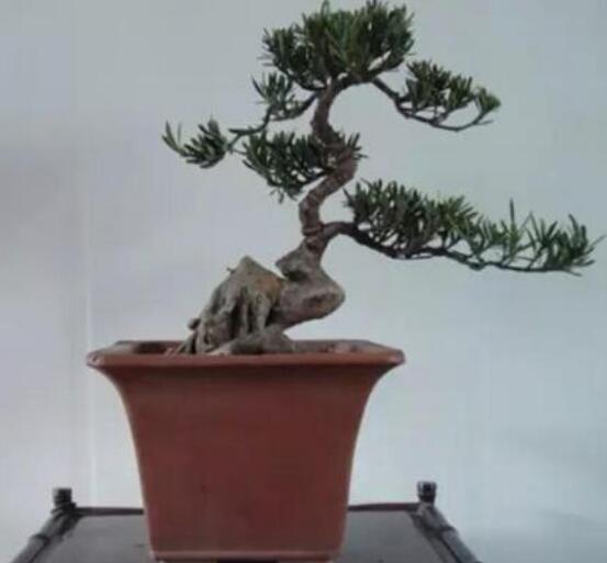 羅漢松可以放客廳嗎，可以/帶來(lái)主人家福氣、鎮(zhèn)守財(cái)寶