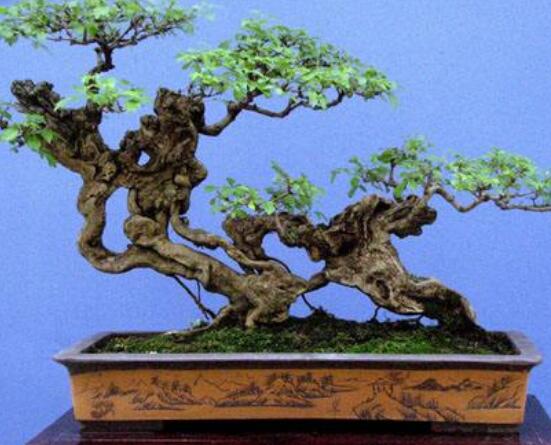 羅漢松盆景制作方法，教你五個(gè)基本步驟便可開枝散葉