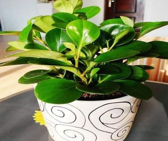 青葉碧玉怎么養(yǎng)，掌握八大核心保證你家的碧玉爆盆綠油油