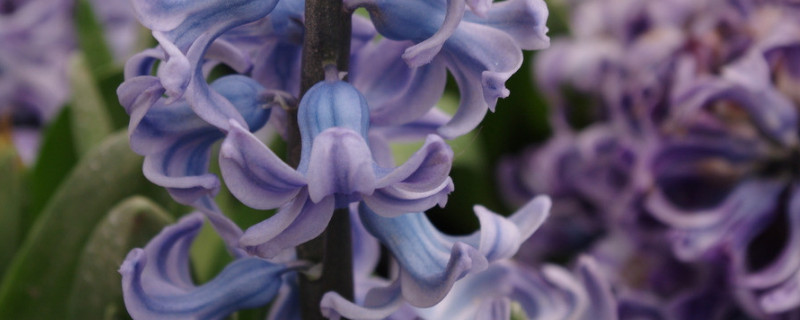 風信子的養(yǎng)殖方法與注意事項