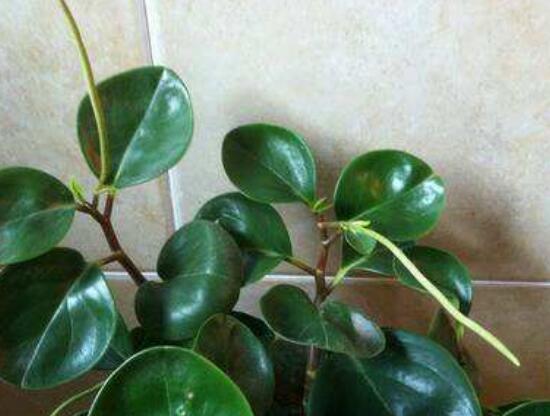 花卉小家碧玉怎么養(yǎng)，老農(nóng)總結(jié)八大基本方法