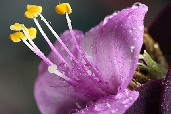 紫羅蘭花冬天怎么養(yǎng)