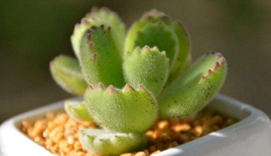 熊童子怎么養(yǎng)才能飽滿，老農(nóng)總結(jié)五個(gè)重要養(yǎng)護(hù)措施