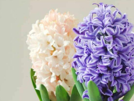 家里養(yǎng)風信子好嗎，好/美化家居環(huán)境、凈化空氣