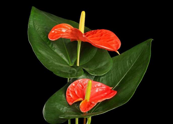 紅掌用什么土栽培，疏松、透氣、有營養(yǎng)很關鍵