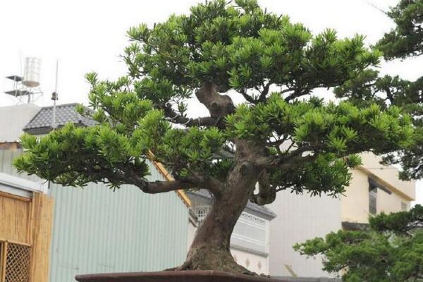 羅漢松的養(yǎng)殖方法，以下6步是關(guān)鍵