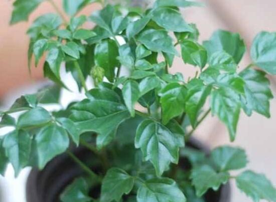 幸福樹(shù)的寓意，象征著家庭和美，幸?？鞓?lè)