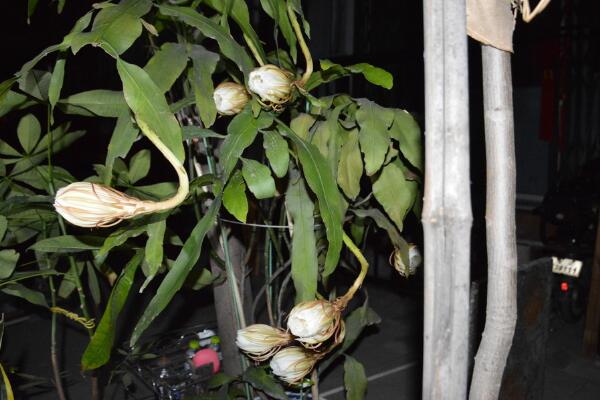 曇花花后如何處理，及時(shí)進(jìn)行修剪并補(bǔ)充養(yǎng)分