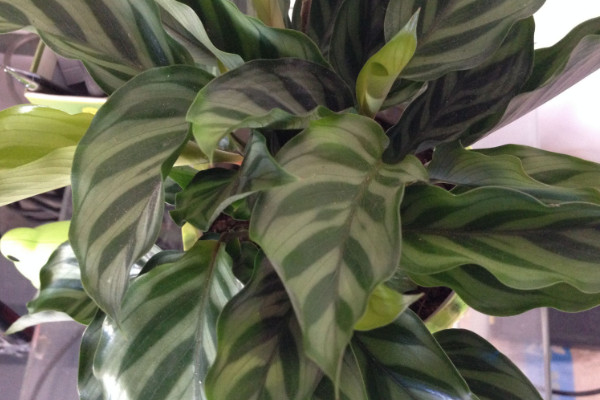 花葉萬(wàn)年青能放室內(nèi)嗎