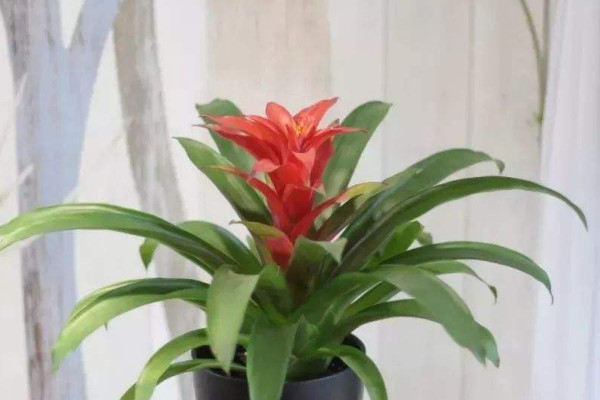 鴻運(yùn)當(dāng)頭花怎么移栽