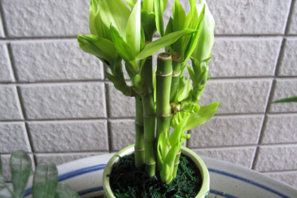 富貴竹可以土養(yǎng)嗎，土培栽植時(shí)間選在4~9月