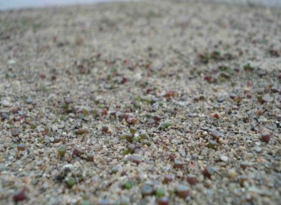 生石花怎么繁殖，最常用兩種繁殖方法(播種與分株)