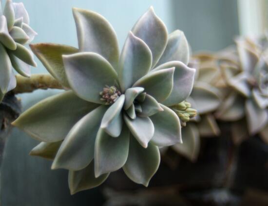 寶石花怎樣養(yǎng)才能長(zhǎng)得快，做好四個(gè)要點(diǎn)生長(zhǎng)的青翠欲滴