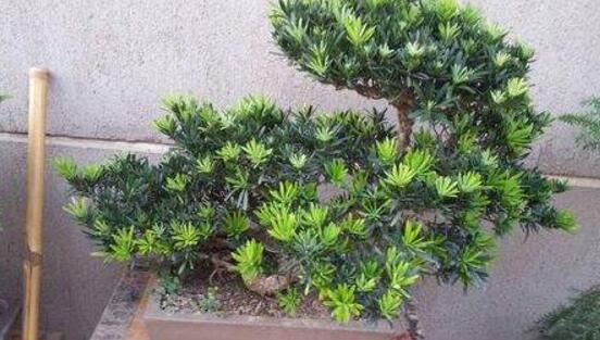 羅漢松品種，盤點(diǎn)羅漢松最珍貴的五大品種