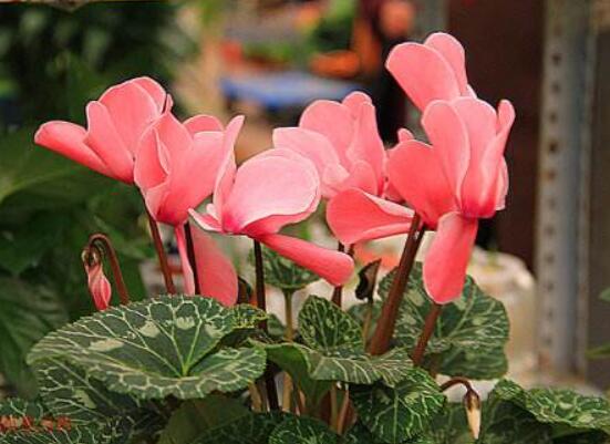 仙客來不長新葉怎么辦，多半是盆土澆水光照導(dǎo)致