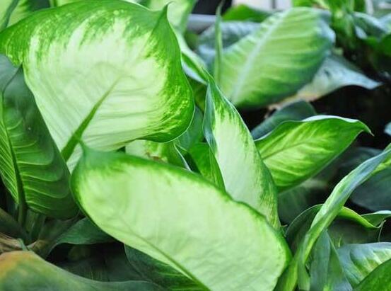 萬(wàn)年青的作用，凈化空氣、利尿、解毒