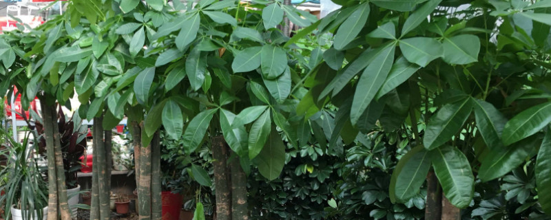 金錢樹和發(fā)財(cái)樹的區(qū)別