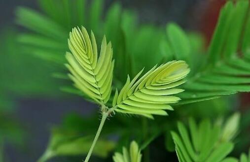 含羞草怎么養(yǎng)才活的久，要對(duì)它進(jìn)行人工繁殖才行