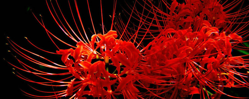 彼岸花是什么季節(jié)開的