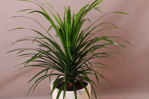 龍血樹葉子下垂怎么辦，可補(bǔ)充光照或控制澆水