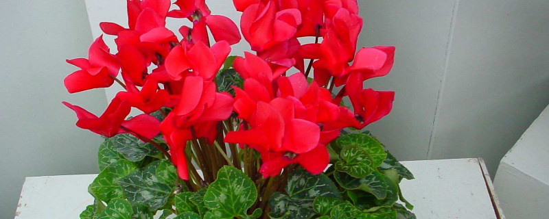 仙客來用什么肥料催花