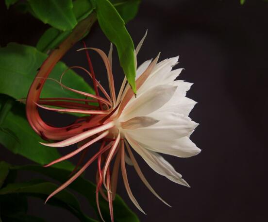 曇花怎么澆水，不同季節(jié)不同澆水量(見干見濕)