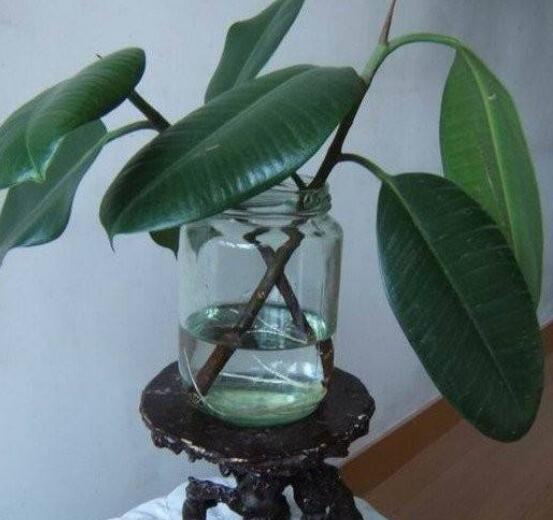 橡皮樹泡水幾天生根，最快半個(gè)月時(shí)間生長出根