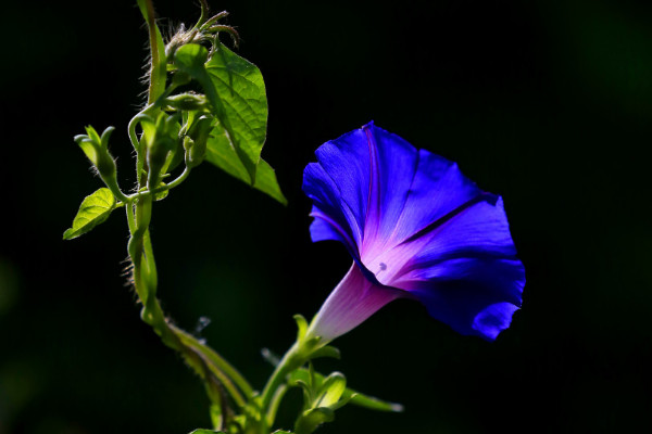 牽?；ǚN子要多少時(shí)間可以成熟