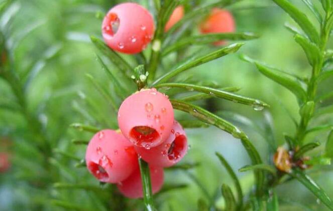 紅豆杉爛根怎么辦，澆水過(guò)多是爛根主要原因之一