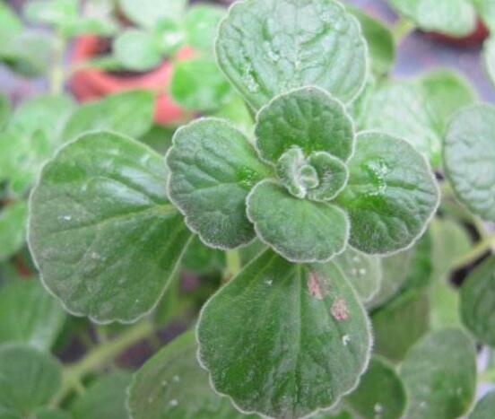 碰碰香木質(zhì)化怎么辦，只需要立馬重新進(jìn)行扦插繁殖