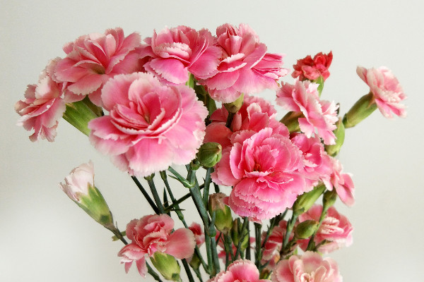 康乃馨的花粉會(huì)過(guò)敏嗎