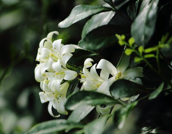 九里香的養(yǎng)殖方法和注意事項(xiàng)，老農(nóng)總結(jié)出七大養(yǎng)殖基本方法