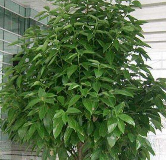 平安樹發(fā)黃脫落怎么辦，平安樹養(yǎng)殖方法與技巧