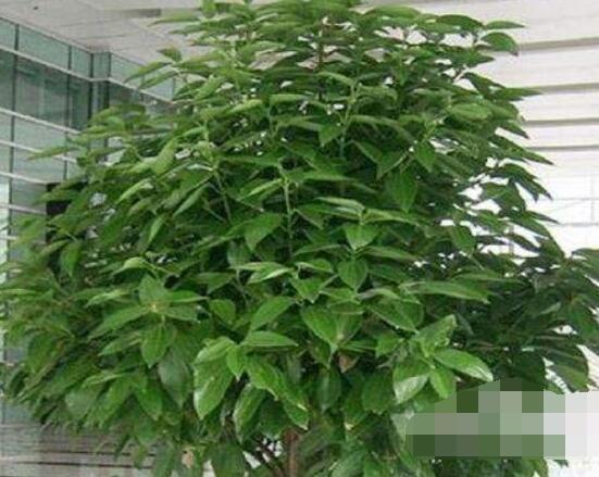 平安樹好養(yǎng)嗎，教你簡單四種養(yǎng)殖方法/闔家幸福、萬事如意